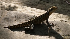 A Gecko in Manly, Australia