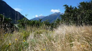 Countryside in New Zealand