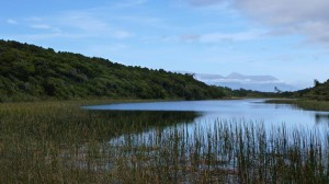 Lake into the forest, New Zealand