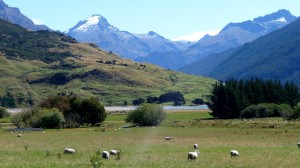 Sheep and Mountains in New Zealand