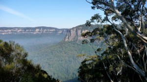 Huge Forest, in the Blue Mountains, Australia