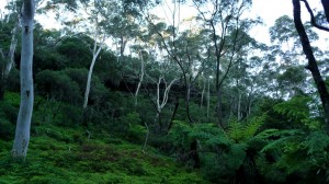 Into the forest of the Blue Mountains, Australia