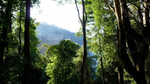 Vegetation in the Blue Mountains, Australia