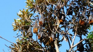 Giant Bats in Sydney, Australia