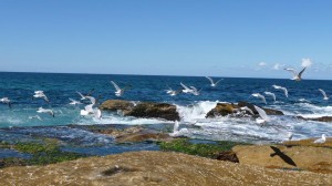 Seagulls in Sydney, Australia