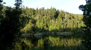 Lake Matheson and nearby forest, Mount Cook, New Zealand