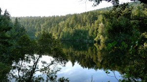 Another view of lake Matheson and nearby forest, Mount Cook, New Zealand