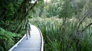 Walk path, Mount Cook, New Zealand