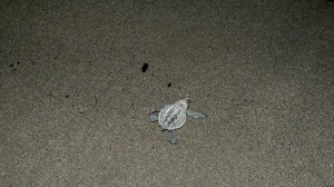 Baby turtle in Nouvelle Calédonie