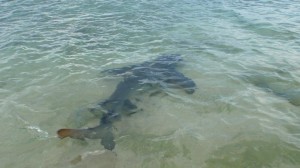 Lemon shark, Kinde Island, Nouvelle Calédonie