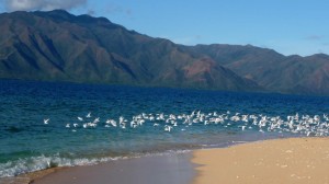 Seagulls, Kinde Island, Nouvelle Calédonie