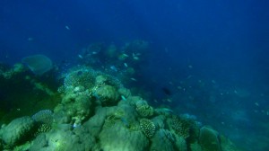 Into the sea, Kinde Island, Nouvelle Calédonie