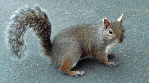 Squirrel, San Francisco, USA