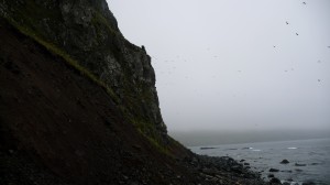 Bird cliff in Hornvik, Hornstrandir
