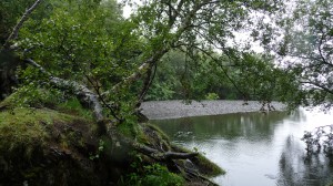 The tree and the rock in Lambhagi, Skaftafell