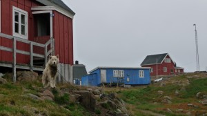 Dogs in Kulusuk