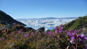 Flowers from Greenland