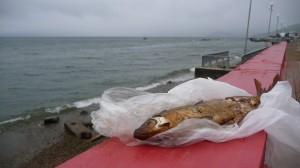 Omul from Lake Baikal, 2