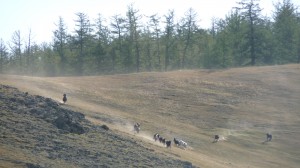 Catching the horses in Mongolia