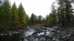 River in the forest