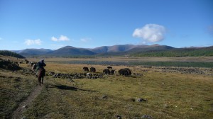 Yaks and Lake