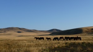 Horses in the steppes, Mongolia