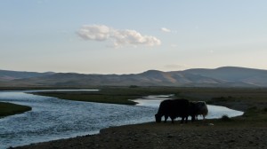 Yaks and the river