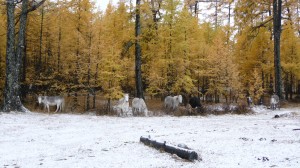 Horses and snowy forest, Khovsgol Nuur