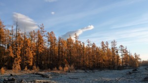 Khovsgol-Nuur-forest-snow