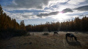 Horse and forest, Khovsgol Nuur, 2