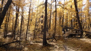 Horse and forest, Khovsgol Nuur, 1