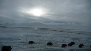 Mountains snow and yaks between Xining and Gyegu