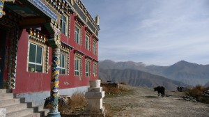 Temple yak and mountains in Gyegu