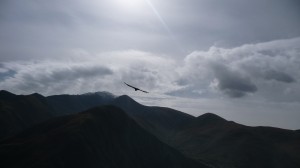 Vulture and mountains
