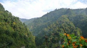 Chinese tropical forest