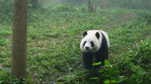 Giant panda walking