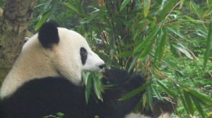 Giant panda eating bamboo leaves