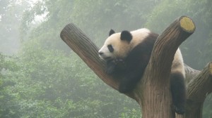 Giant panda resting in a tree