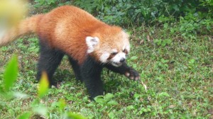Red panda walking