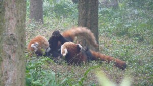 Red pandas fighting and playing