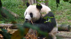 Giant panda eating bamboos, 1