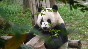 Giant panda eating bamboos, 2