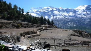 Around Nawal 2, Annapurna, Nepal