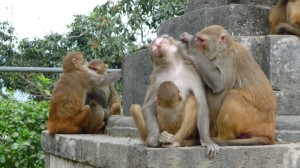 Monkeys in Swayambhunath Temple, Kathmandu, 1