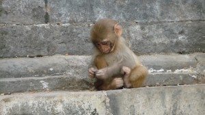 Monkey in Swayambhunath Temple, Kathmandu, 2