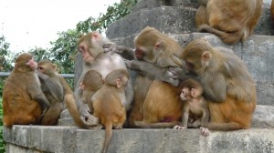 Monkeys in Swayambhunath Temple, Kathmandu, 3