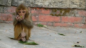 Monkey in Swayambhunath Temple, Kathmandu, 4