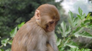 Monkey in Swayambhunath Temple, Kathmandu, 5