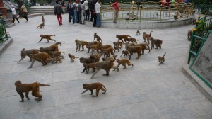 Monkeys in Swayambhunath Temple, Kathmandu, 6