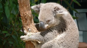 Koala-Sydney-WildLife-World-2